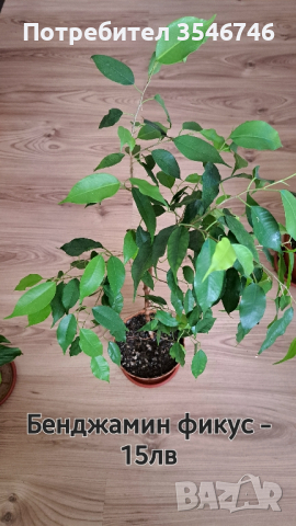 Бенджамин фикус , снимка 1