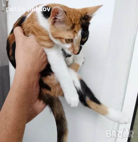Подарявам малко котенце/ Kleine Katze zu verschenken, снимка 4 - Други - 55829031
