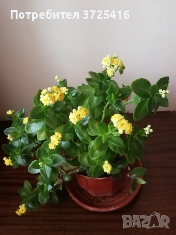 Цвете каланхое голямо, снимка 3 - Стайни растения - 53538475