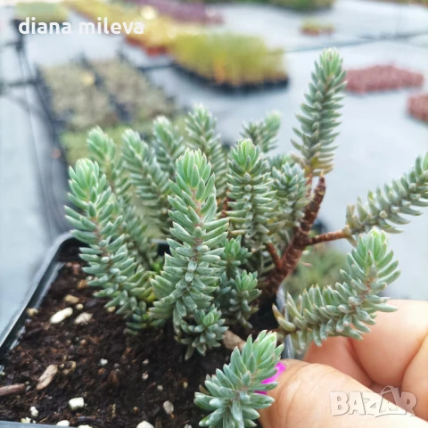 Седум „Син Смърч“, Sedum „Blue Spruce“, снимка 11 - Градински цветя и растения - 50843696