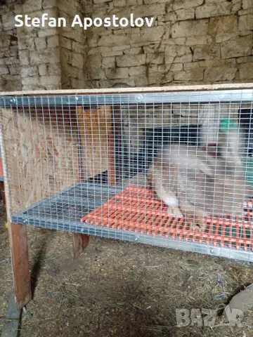  Калифорнийски зайци, снимка 16 - Други - 38133793