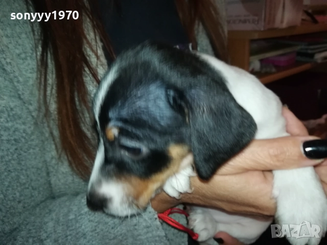 ДЖАК РЪСЕЛ БЕБЕШОЦИ 40 ДЕНА 0210251842, снимка 10 - Джак ръсел териер - 51924045
