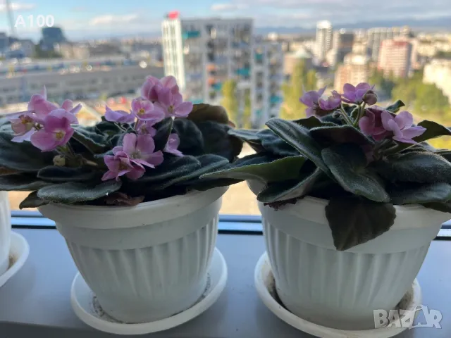 Стайна теменужка (Сентполия)