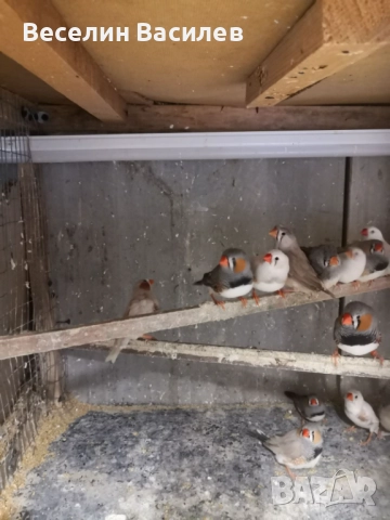 амадинки, снимка 2 - Амадини - 52671888