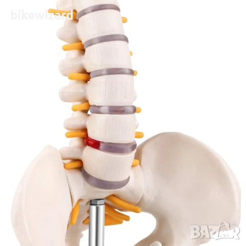 MIIRR Мини модел на анатомията на гръбначния стълб НОВО, снимка 3 - Медицинска апаратура - 50635723