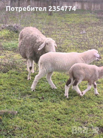 овце и агнета, снимка 7 - Овце - 53711725