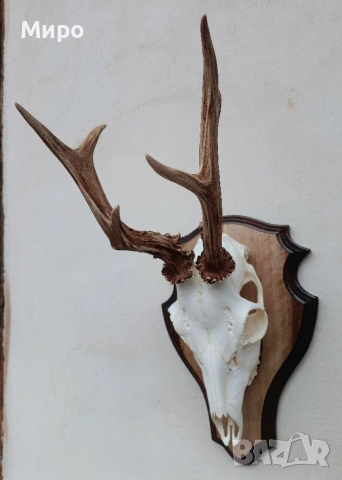 Трофей от сръндак.Рога., снимка 3 - Декорация за дома - 52863338
