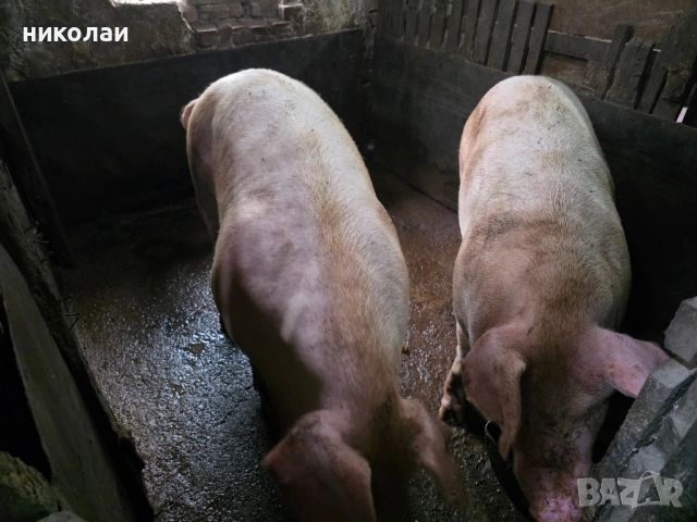 Продавам големи угоени прасета за коледа, снимка 12 - Прасета - 52070357