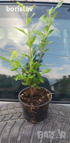 Лигуструм в контейнер