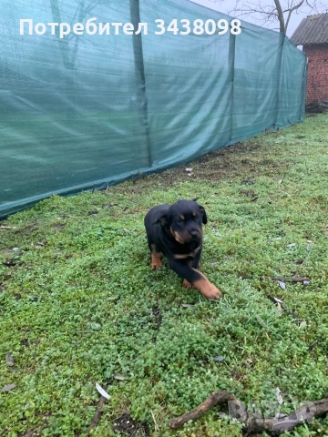 Ротвайлери ,след 2ра ваксина, снимка 5 - Ротвайлер - 52865622