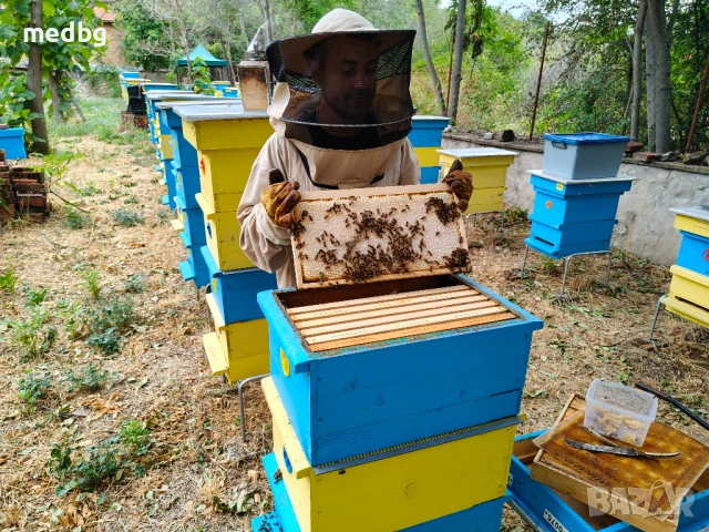 Пчелна рамка с мед, снимка 3 - Пчелни продукти - 51239669