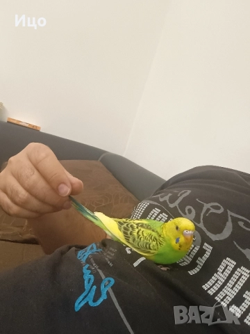 Социални вълнисти папагали, снимка 11 - Папагали - 52106934