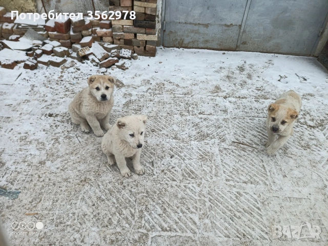 САО Алабай , снимка 7 - Алабай - 53299923