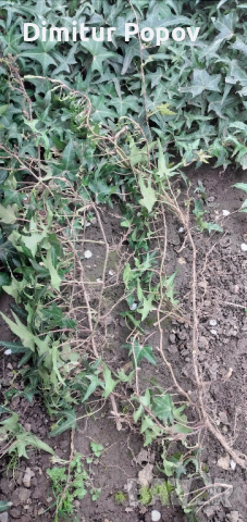 Бръшлян , снимка 2 - Градински цветя и растения - 44808408