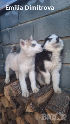 кучета хъскита , снимка 5 - Хъски - 53786158