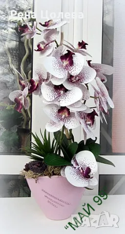 Орхидея в керамична кашпа