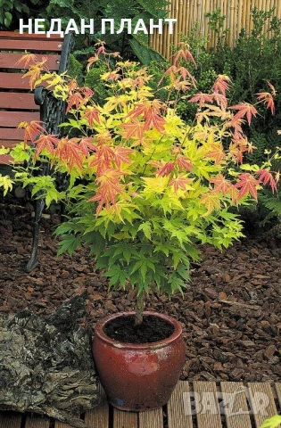 Японски клен/Acer palm. "Orange dream"