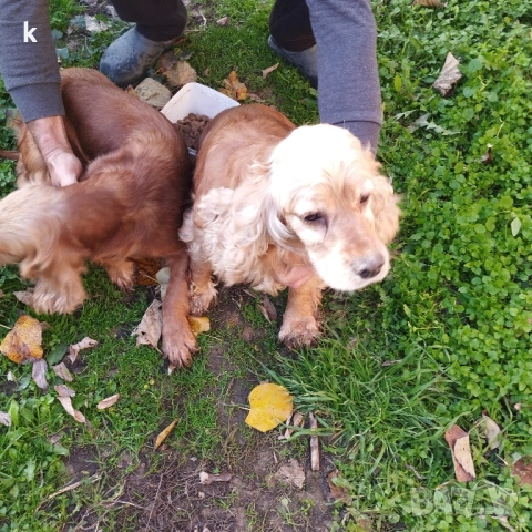 Женски Кокер Шпаньол, снимка 8 - Кокер шпаньол - 52431543