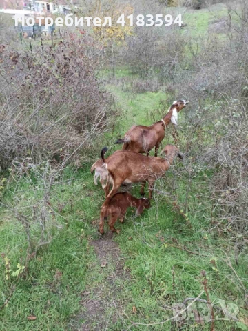 Свободни 4бр., снимка 3 - Кози - 52943773