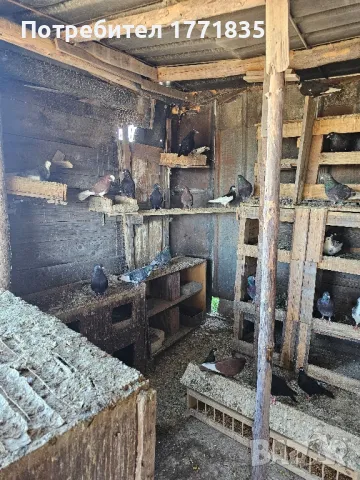 продавам гълъби на куп, снимка 7 - Гълъби - 49424583