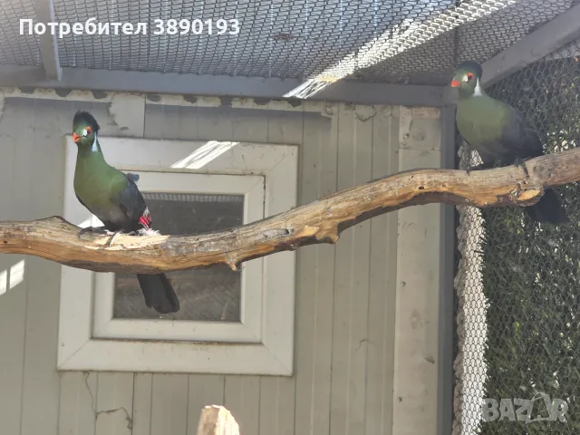 Разнообразие на плодоядни гълъби и турако, снимка 6 - Гълъби - 55985707