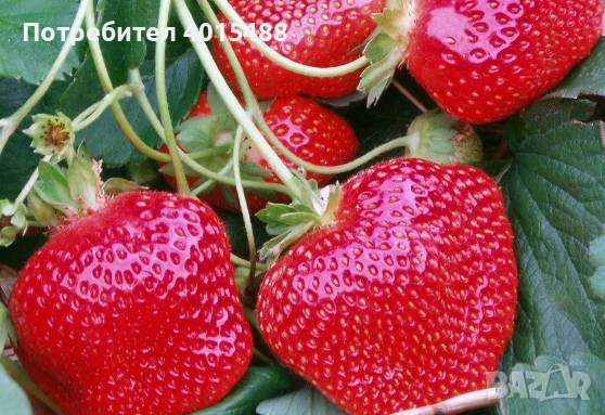 Prodavam korencheta celogodishni qgodi 2 sorta Albion i Elsinor, снимка 11 - Разсади - 44673227