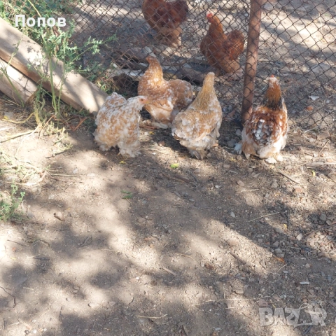 Продавам мини кохин, снимка 12 - други­ - 51324901