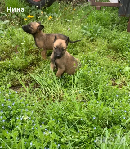 Белгийска овчарка , снимка 6 - Белгийска овчарка - 46723116