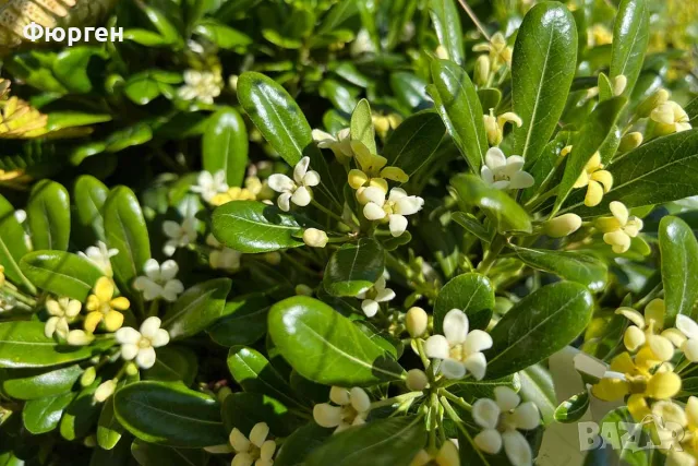 Питоспорум (Pittosporum) – Вечнозелена елегантност и неповторим аромат, снимка 2 - Разсади - 56240218