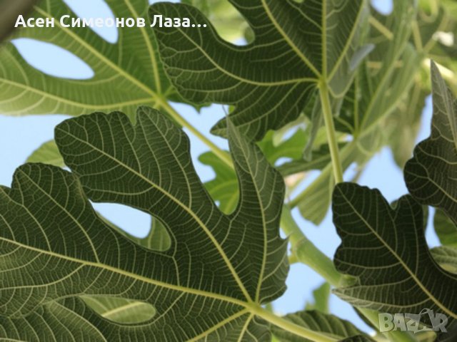 Предлагам смокинови листа от Гърция и специална рецепта за чай! И ОТНОВО НЕЩО ПОЛЕЗНО Пийте най-аром, снимка 4 - Домашни продукти - 34617770