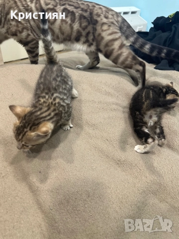 Бенгалски котенца, снимка 4 - Бенгалски - 52539835
