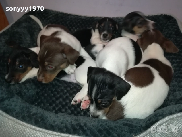 ДЖАК РЪСЕЛ 250ЛВ ЗА БРОЙ 2709251829, снимка 7 - Джак ръсел териер - 51859010