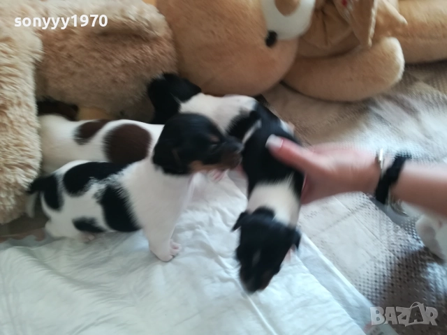 джак ръсел-видин 250лв за кутре 1709251750, снимка 12 - Джак ръсел териер - 51747736