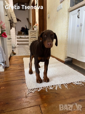 Чистокръвно кафяво доберманче, снимка 4 - Доберман - 53692541
