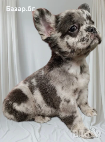 Флъфи френски булдог мерле женско , снимка 3 - Френски булдог - 51387112