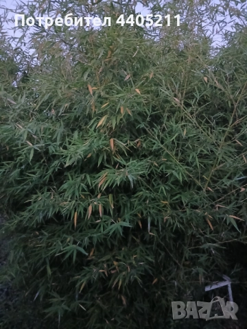 Bambuk, снимка 4 - Градински цветя и растения - 52741312