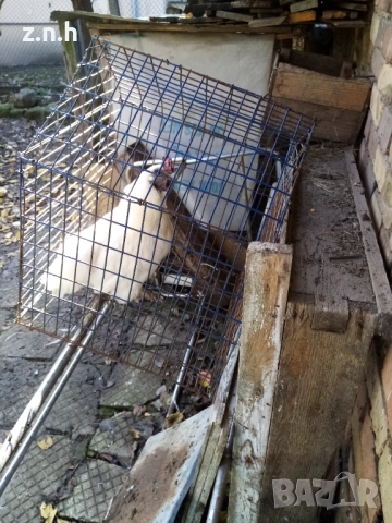 Декоративно петле