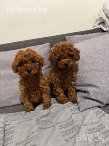 Пудел Той , снимка 8 - Пудели - 48264579