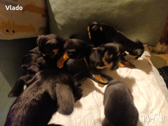 Пинчери ваксинирани с паспорти от 10.02.26г., снимка 7 - Пинчер - 53431751