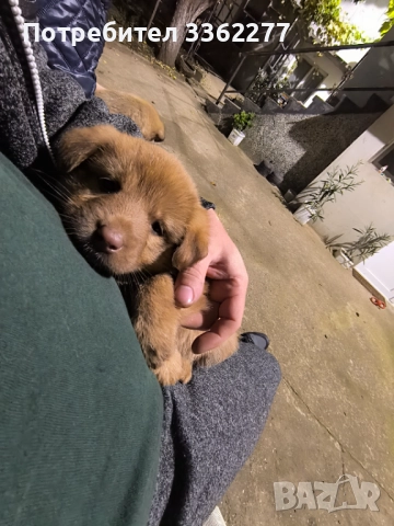 Кученца, снимка 4 - Други - 52153328