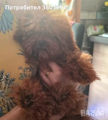 Тйи къп той пудел момченце на 5 месеца , снимка 2 - Пудели - 56242481