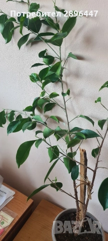 Бенджамин фикус, снимка 2 - Стайни растения - 53694587