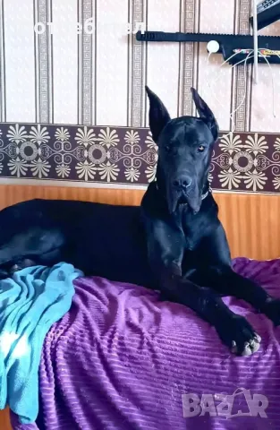 Немски дог, снимка 1