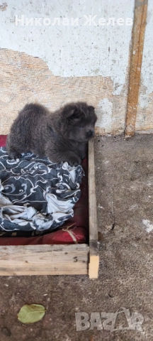 Кученца чау чау родени на 17.10, снимка 5 - Други - 52359629