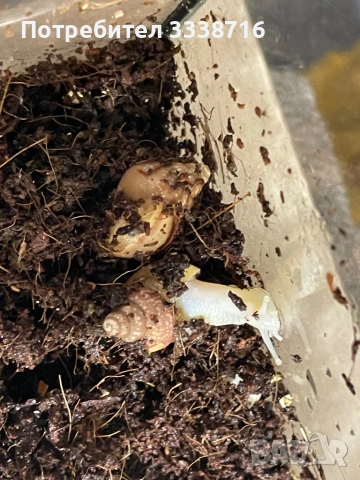 Африкански охлюви , снимка 3 - Други - 53721049