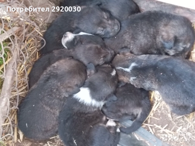 Кученца каракачани