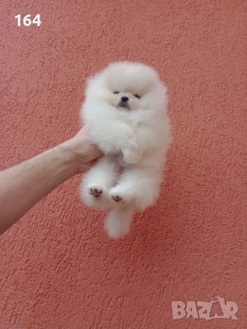 Миниатюрно мини момиченце. Померан. Реални снимки от 24.01.26 г., снимка 3 - Померан - 53209760