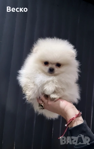 Померан мини мъжки , снимка 3 - Померан - 53622473