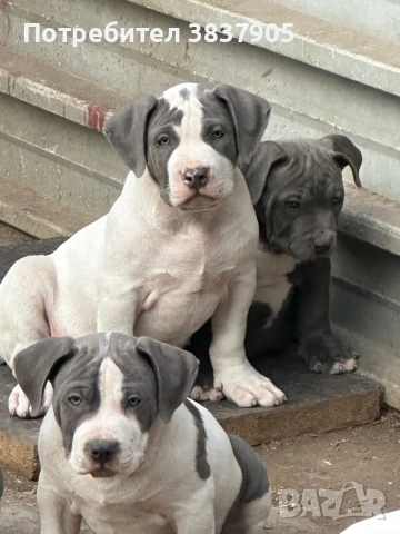 Американко були хл, снимка 2 - Американски стафордширски териер - 52507402