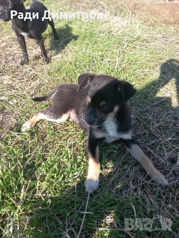 ПОДАРЯВАМ КУЧЕНЦА, снимка 6 - Други - 52297955